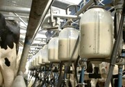 البرز در جایگاه دوم سرانه تولید شیر کشور