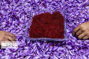 پروانه کاربرد علامت استاندارد زعفران در قزوین صادر شد