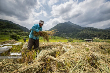 فیلم| اعتبار چهار هزار و ۷۰۰ هزار میلیارد ریالی دولت برای خرید برنج مازندران