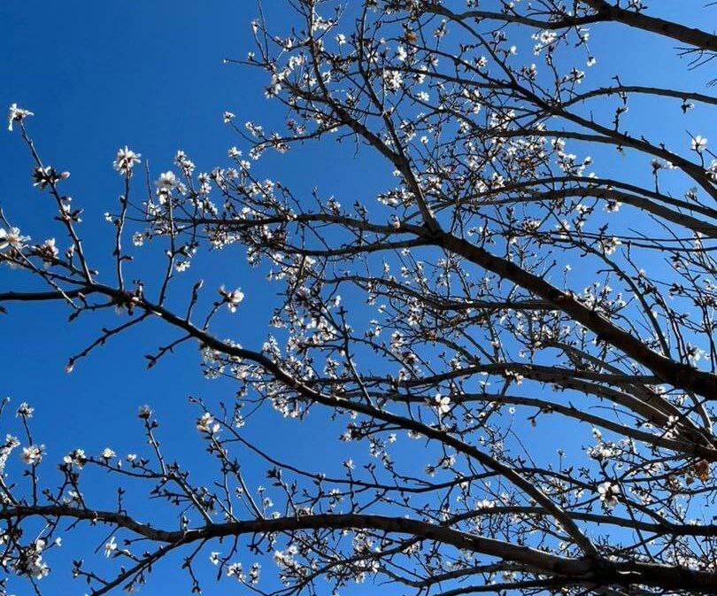 شکوفه‌های بهاری در رباط کریم زمستان را به عقب راندند