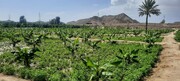 ۴۶۷ پروژه بهبود تولیدات گیاهی در سیستان و بلوچستان افتتاح شد