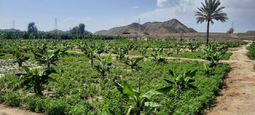 ۴۶۷ پروژه بهبود تولیدات گیاهی در سیستان و بلوچستان افتتاح شد