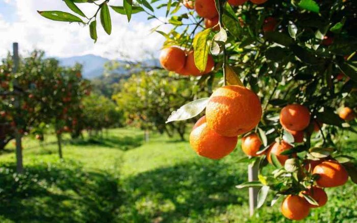 مقابله دانش بنیان با سرطانی که به جان مرکبات فارس افتاد