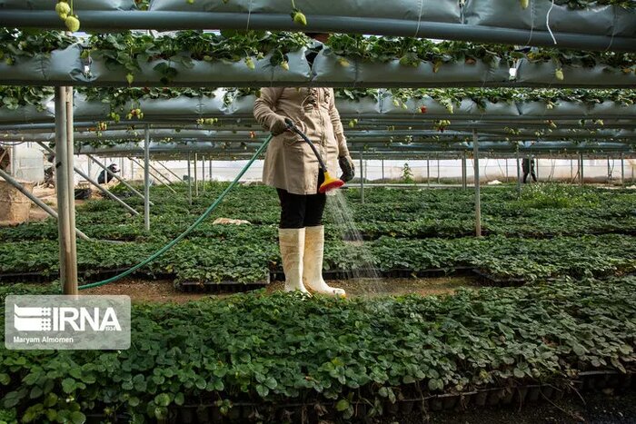 نهضت احداث شهرک گلخانه در مازندران با عزم دولت