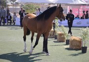 هشت راس اسب در زنجان به دلیل بیماری مشمشه معدوم شدند