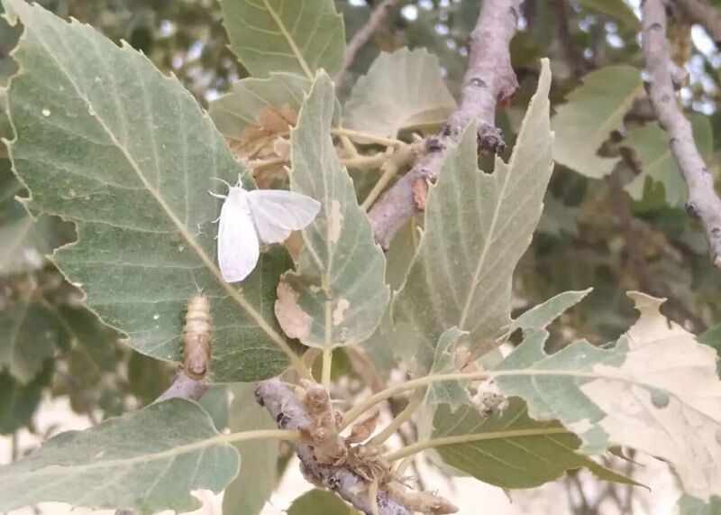 ۹۰ میلیارد ریال برای مبارزه با "آفت پروانه برگ‌خوار" در خراسان‌شمالی نیاز است