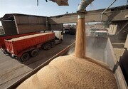۲ هزار تن گندم برای کارخانه های آردسازی شیراز بارگیری شد