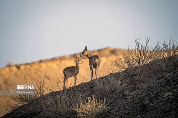 نایبندان