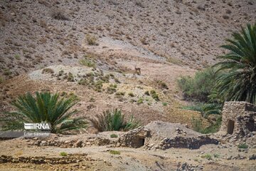 نایبندان