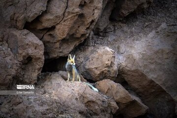 نایبندان