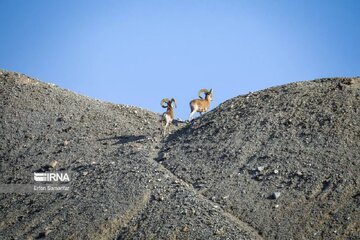 نایبندان