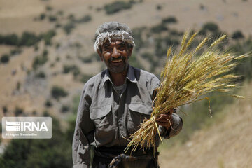 بیش از ۵۱ هزار تن گندم کشاورزان مازندرانی توسط دولت خریداری شد