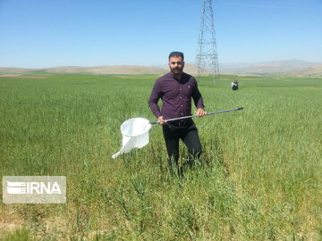 برنامه مبارزه با سن غلات در ۱۵۰ هزار هکتار از مزارع قزوین