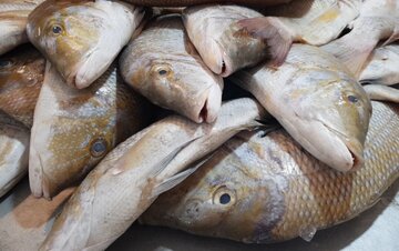محموله غیرمجاز ماهی صید شده با الکتروشوکر در شهرستان شادگان توقیف شد
