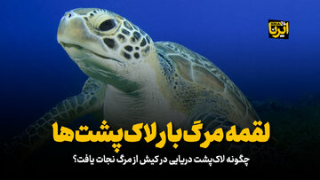 لقمه مرگ‌بار لاک‌پشت‌های دریایی