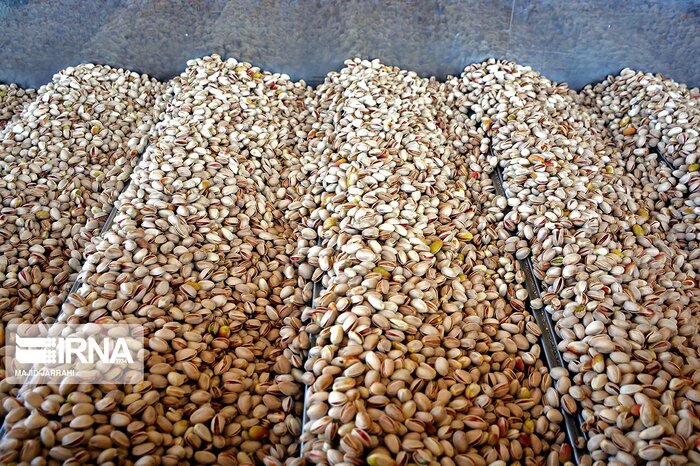طلای سبز فارس میخندد؛ رکوردشکنی پسته در میانه چالشها