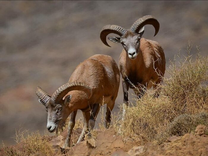 تهیه آییننامه قرقهای اختصاصی بعد از ۴۰ سال/بازگشت آهوی ایرانی به طبیعت