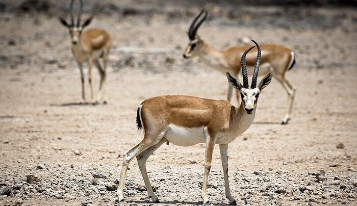 تهیه آییننامه قرقهای اختصاصی بعد از ۴۰ سال/بازگشت آهوی ایرانی به طبیعت