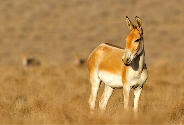 تهیه آییننامه قرقهای اختصاصی بعد از ۴۰ سال/بازگشت آهوی ایرانی به طبیعت