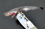 گرمایش جهانی؛ عامل مهاجرت نهنگ‌ها به خلیج اوزاکای ژاپن اعلام شد