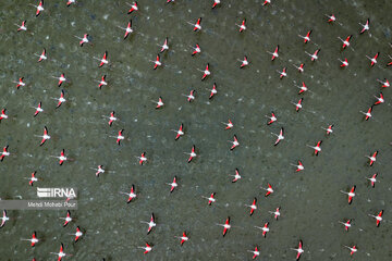 Iran : les flamants roses dans la zone humide de Miankaleh