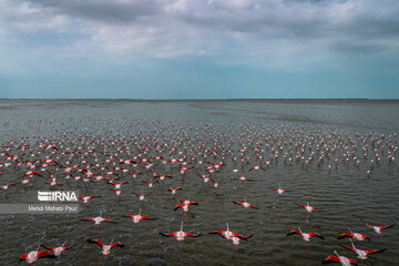 Iran : les flamants roses dans la zone humide de Miankaleh