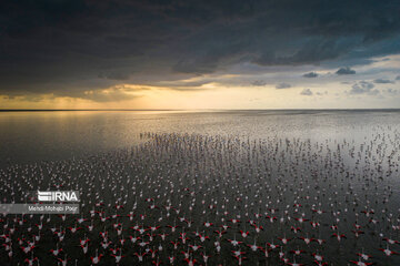 Iran : les flamants roses dans la zone humide de Miankaleh