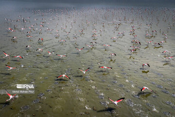 Iran : les flamants roses dans la zone humide de Miankaleh