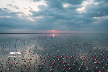 Iran : les flamants roses dans la zone humide de Miankaleh