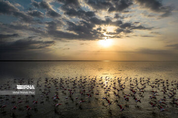 Iran : les flamants roses dans la zone humide de Miankaleh