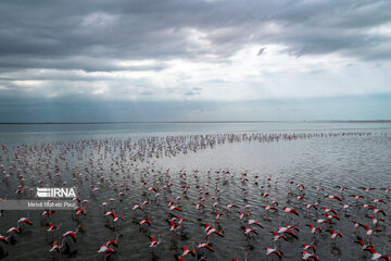 Iran : les flamants roses dans la zone humide de Miankaleh