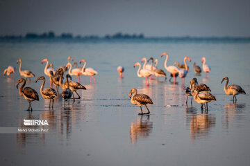 Iran : les flamants roses dans la zone humide de Miankaleh