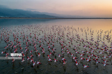 Iran : les flamants roses dans la zone humide de Miankaleh