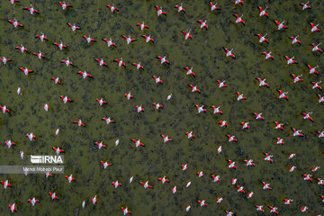 Iran : les flamants roses dans la zone humide de Miankaleh