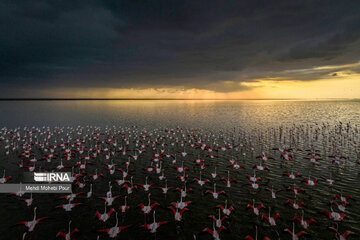 Iran : les flamants roses dans la zone humide de Miankaleh