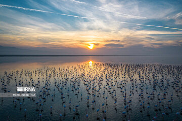 Iran : les flamants roses dans la zone humide de Miankaleh