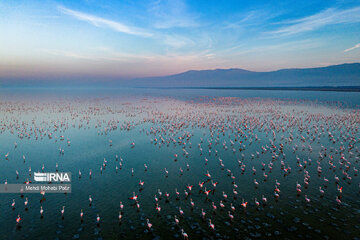 Iran : les flamants roses dans la zone humide de Miankaleh