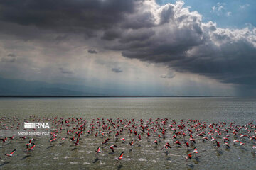 Iran : les flamants roses dans la zone humide de Miankaleh