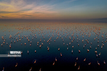 Iran : les flamants roses dans la zone humide de Miankaleh