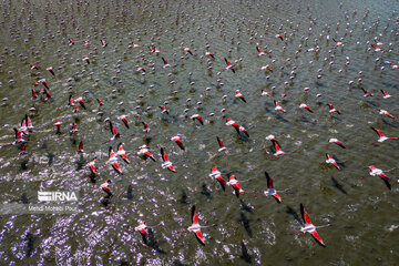 Iran : les flamants roses dans la zone humide de Miankaleh