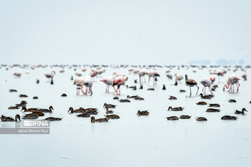 Iran : les flamants roses dans la zone humide de Miankaleh