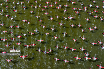 Iran : les flamants roses dans la zone humide de Miankaleh