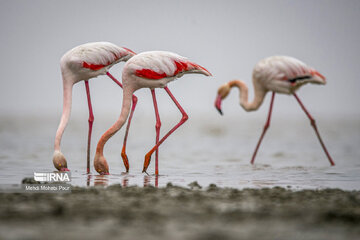 Iran : les flamants roses dans la zone humide de Miankaleh