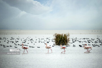 Iran : les flamants roses dans la zone humide de Miankaleh