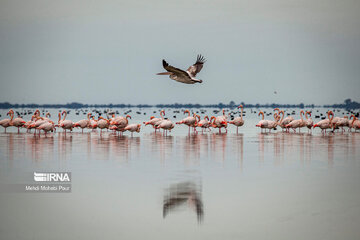 Iran : les flamants roses dans la zone humide de Miankaleh