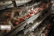 پیش خرید گوشت مرغ از مرغداران  کردستان آغاز شد