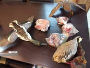 لاشه ۲۶ پرنده وحشی در حاجی‌آباد کشف شد