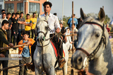 Festival del caballo iraní en Bushehr