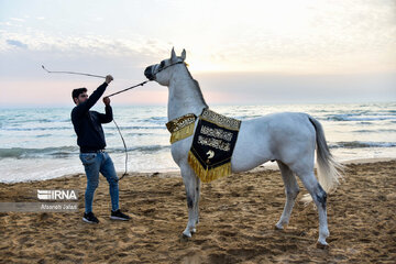 Festival del caballo iraní en Bushehr