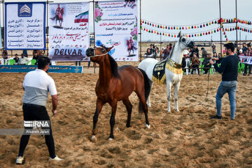 Festival del caballo iraní en Bushehr